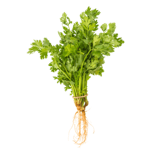 Cilantro