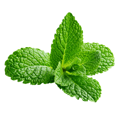 Menta